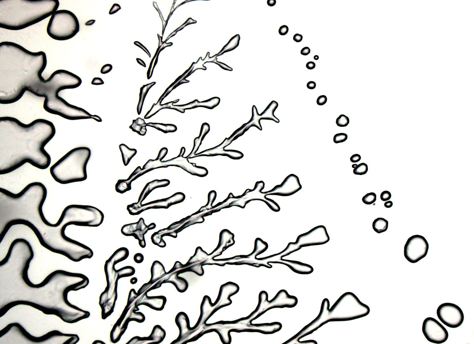 PathArt gallery image