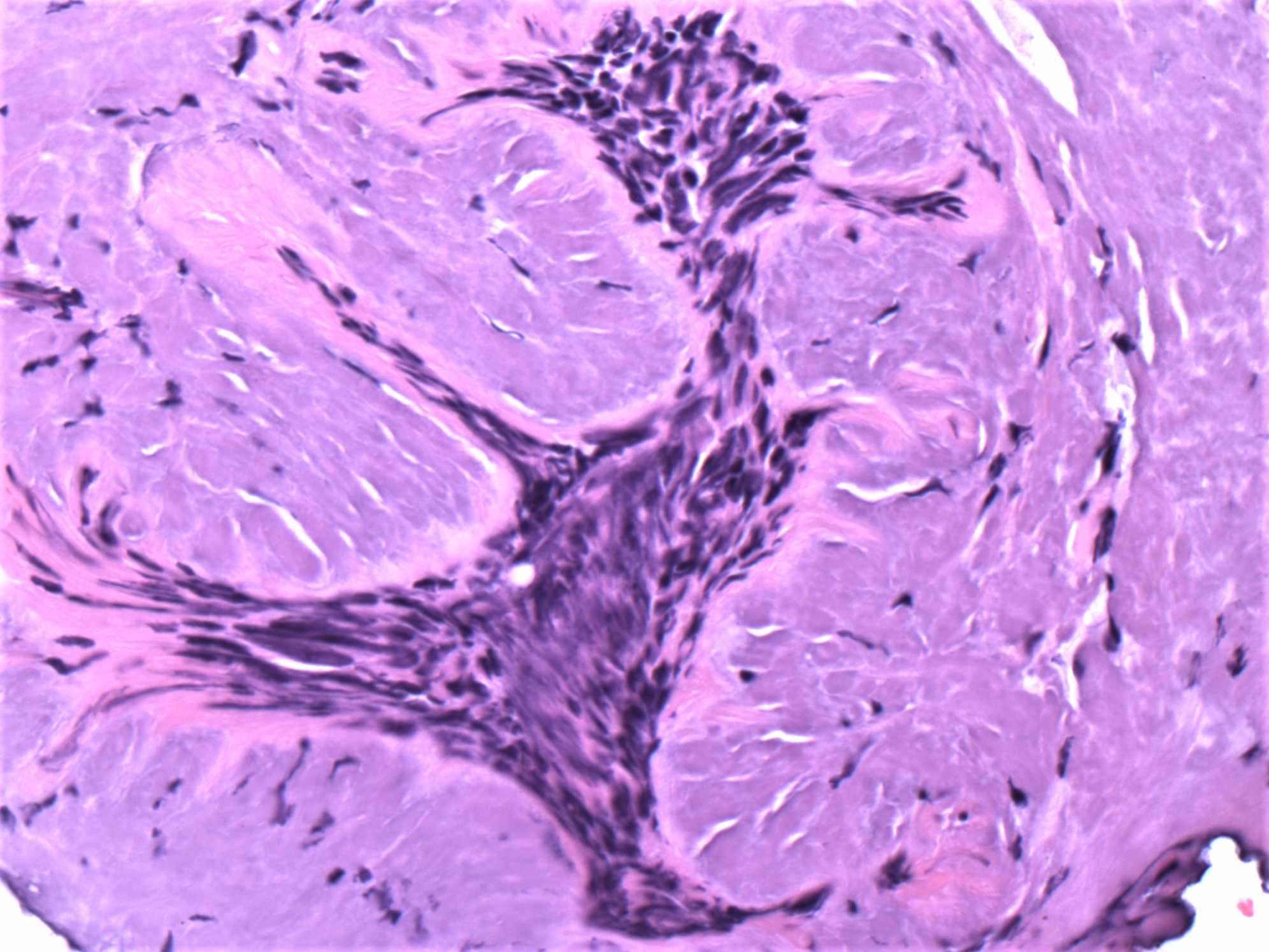 PathArt gallery image