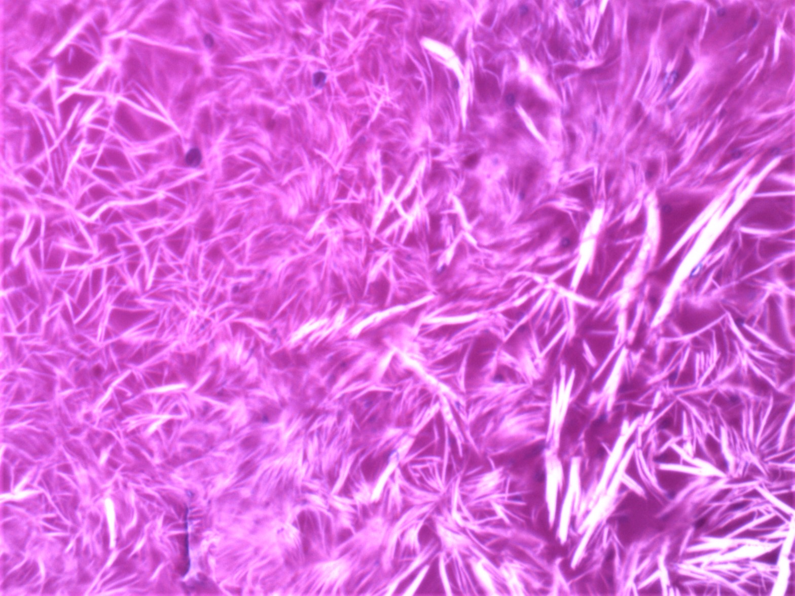PathArt gallery image
